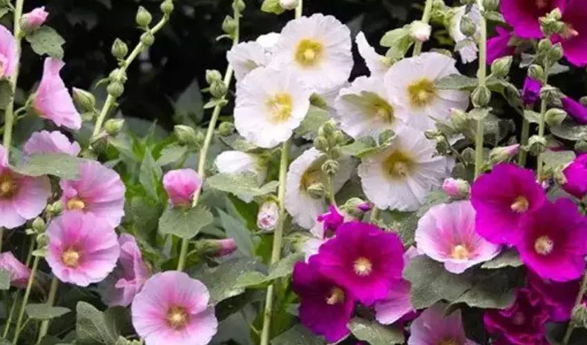 Faydasını duyan aktara koşuyor! Çayını yapıp için, boğaz ağrılarını hemen hafifletiyor - 1. Resim