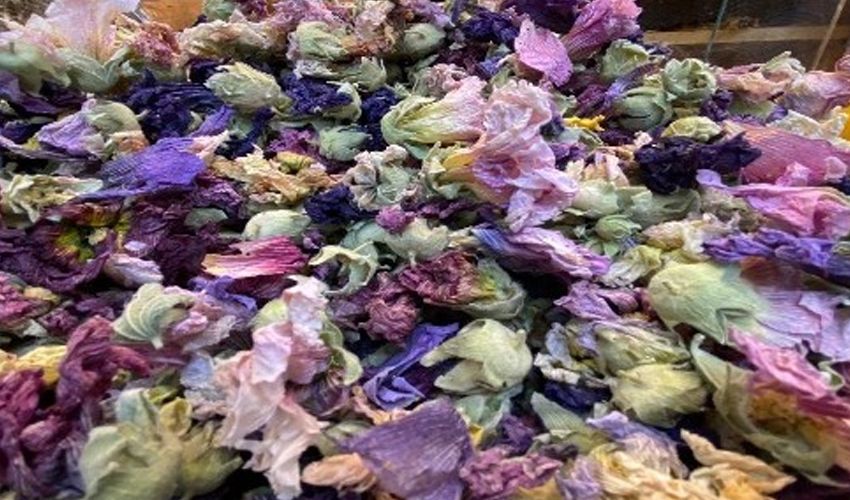 Faydasını duyan aktara koşuyor! Çayını yapıp için, boğaz ağrılarını hemen hafifletiyor - 2. Resim