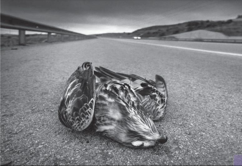 Usta sanatçı Kâmil Fırat: "Bilmediğiniz kültürü fotoğraflayamazsınız" - 2. Resim