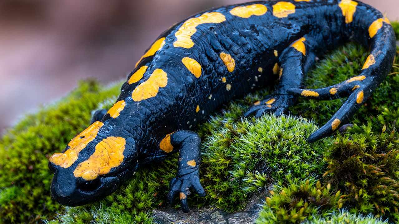 Adana'da nesli tehdit altındaki 