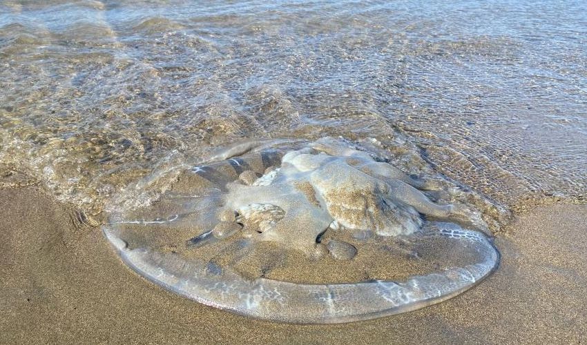 Akdeniz kıyılarında deniz anası tehlikesi: Temas ettiği bölgeye tıraş köpüğü sıkın - 2. Resim