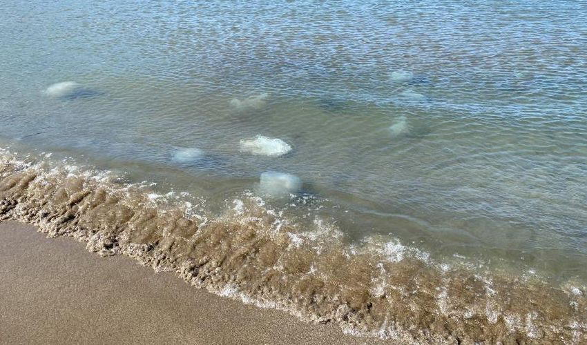 Akdeniz kıyılarında deniz anası tehlikesi: Temas ettiği bölgeye tıraş köpüğü sıkın - 1. Resim