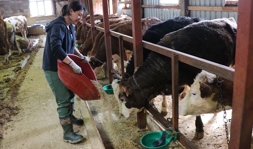 Yöneticiliği bırakıp hayvancılığa başladı! ‘Bu işten çok memnunum’ - 2. Resim