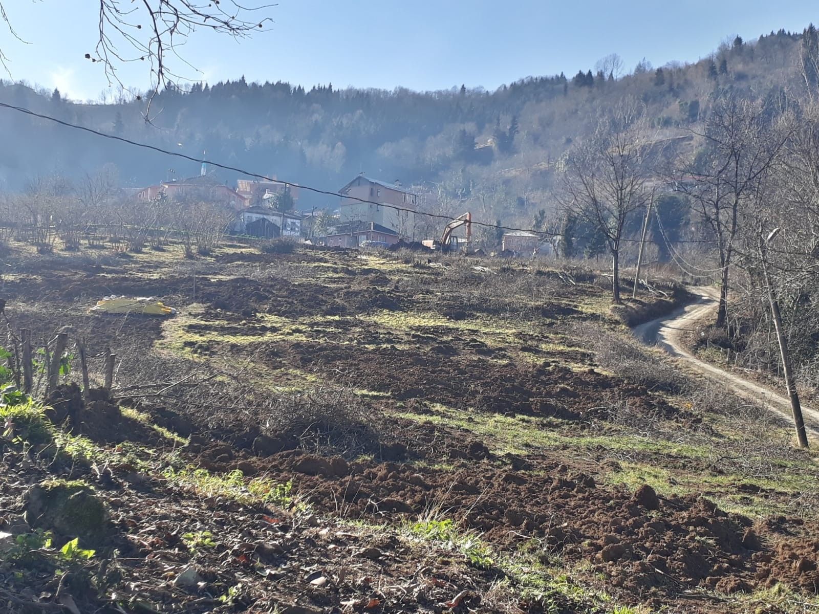 Trabzon'da 'drakula' paniği! İstila 6 yıldır durdurulamıyor - 1. Resim