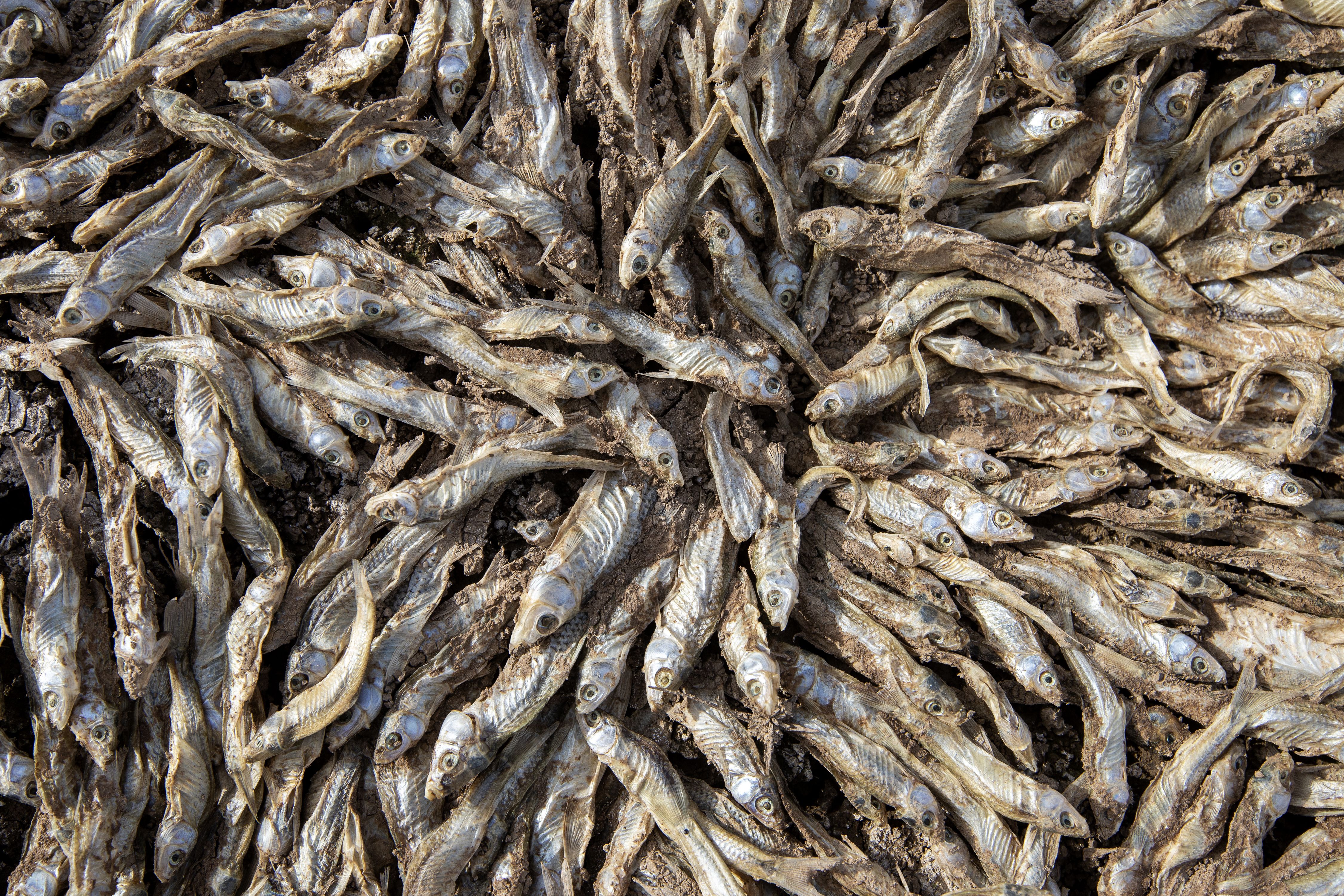 64 yıl sonra acı manzara: Konya'daki May Barajı'nda bir damla su kalmadı - 3. Resim