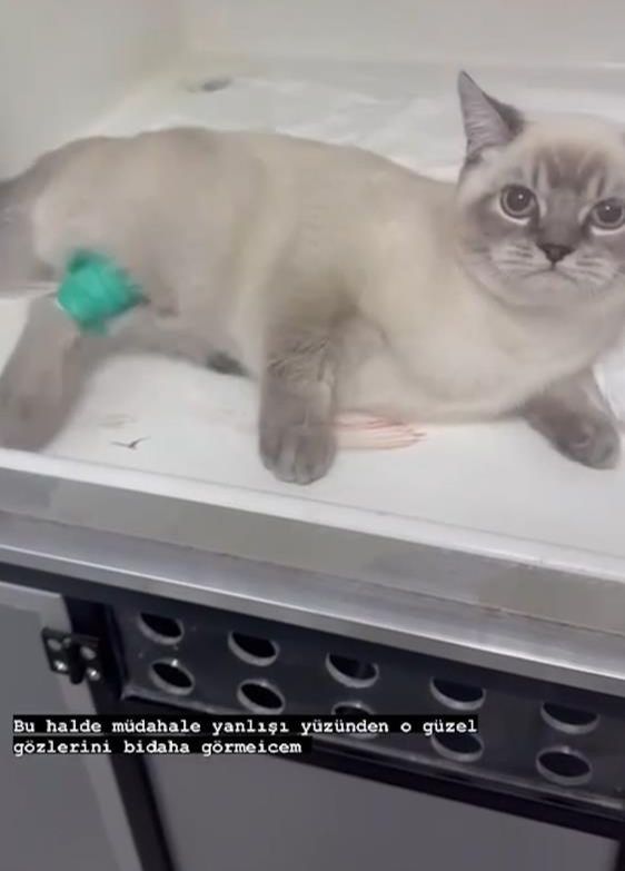 Kedisi veterinerde ölen fenomen sinir krizi geçirdi! 'Avukatlarım devreye girecek' - 1. Resim