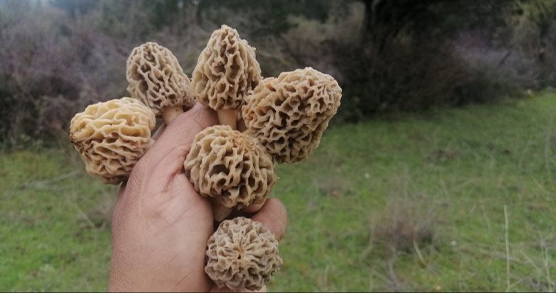 Gelir kapısı oldu! Vatandaş ormandan toplayıp kilosunu 1.000 liraya satıyor - 1. Resim