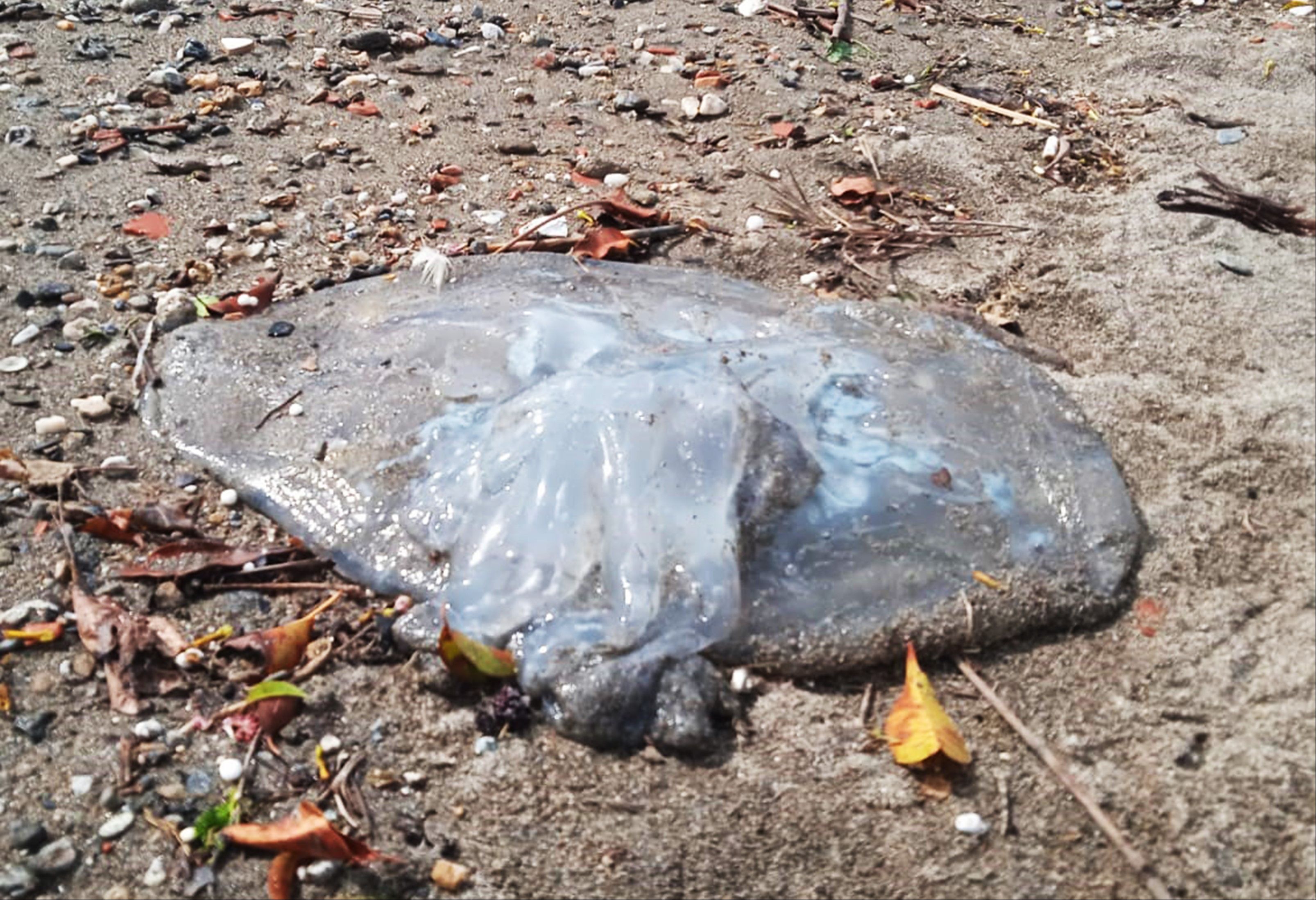Akdeniz kıyılarındaki büyük tehlike! 70 santim boyunda, ağırlığı ise 6 kilo... Dokunanı yakıyor - 1. Resim