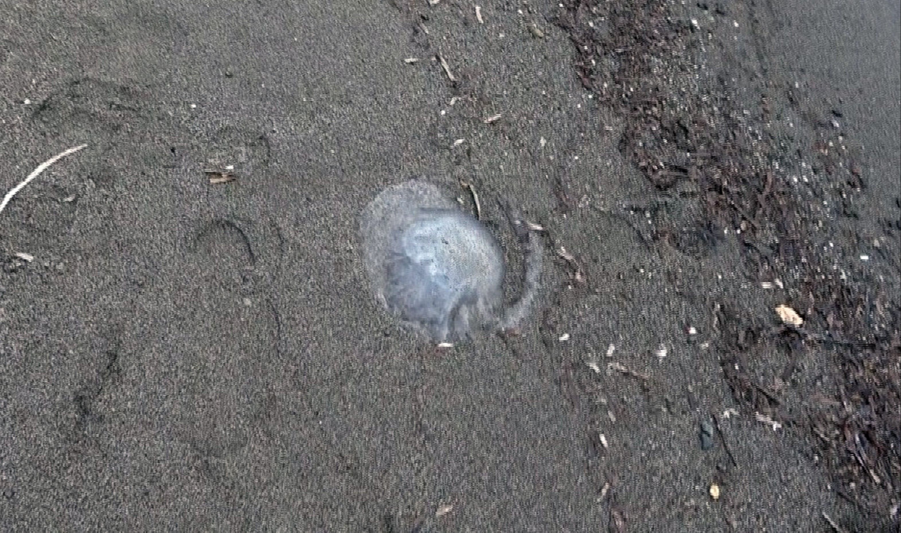 Akdeniz kıyılarındaki büyük tehlike! 70 santim boyunda, ağırlığı ise 6 kilo... Dokunanı yakıyor - 3. Resim