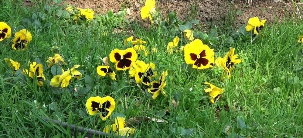 Küresel ısınma etkisi: Kuşlar erken göçtü, bitkiler zamanından önce çiçek açtı - 2. Resim