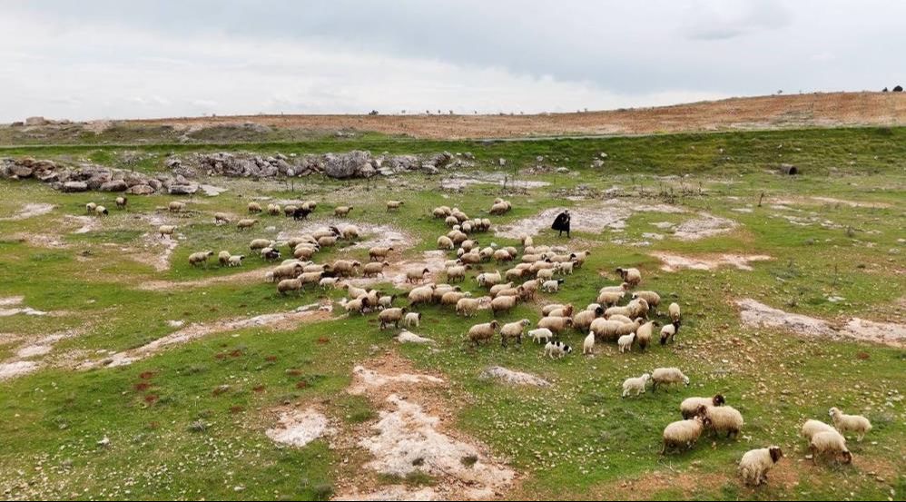 Sıradan koyunlardan &ccedil;ok farklılar! Koruma altına alınmışlardı, tescillenecekler... - 2. Resim