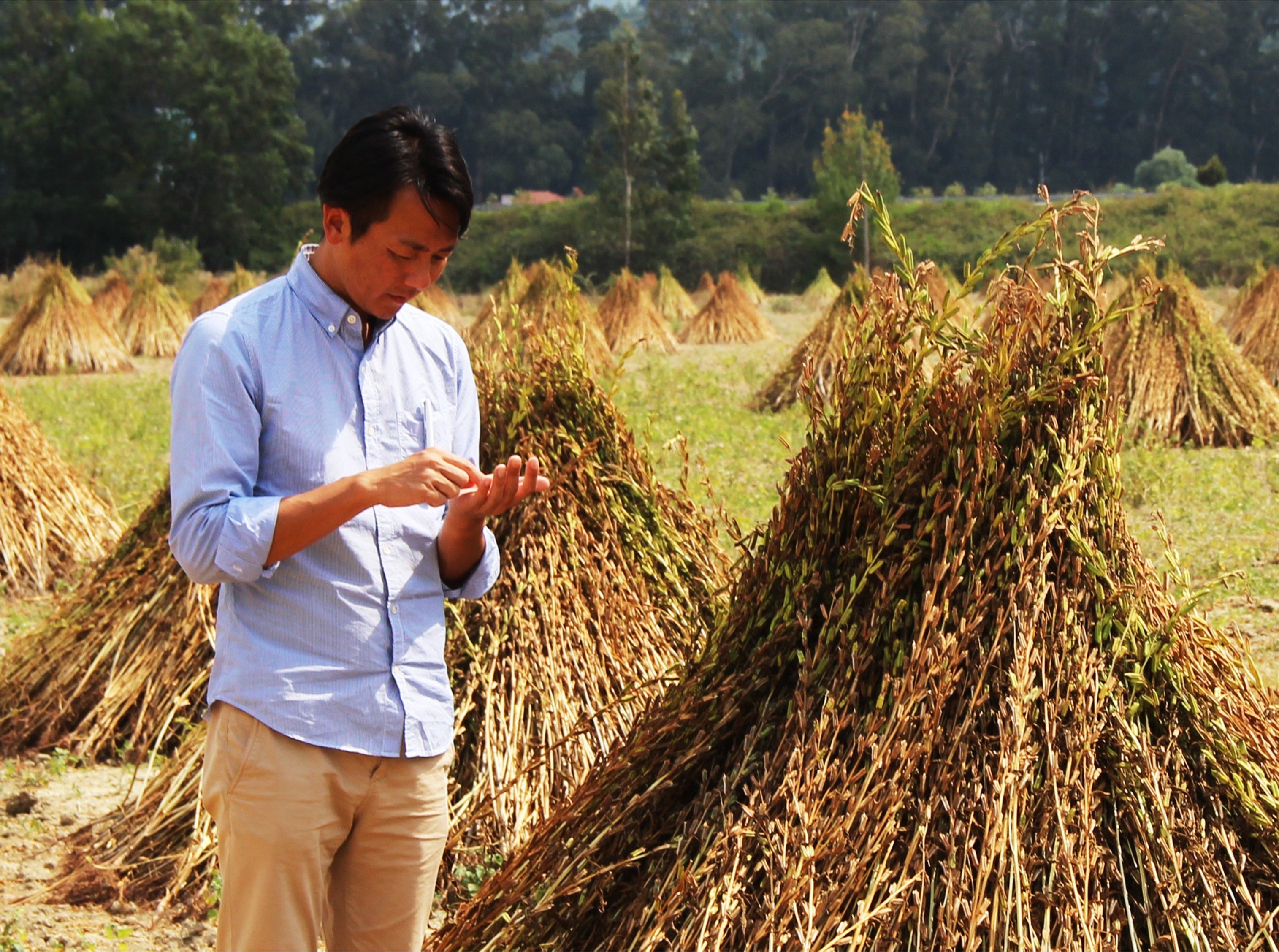 Japonlar ramazan pidesinin vazgeçilmezi Gökova sarı susamına hayran Japonlar ramazan pidesinin vazgeçilmezi Gökova sarı susamına hayran - 1. Resim