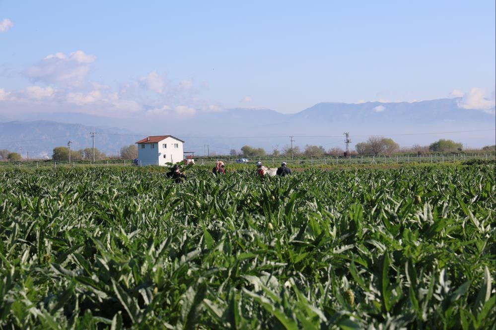 Yeşil elmasta hasat zamanı! Tarlada 20, pazarda 50, lokantalarda 400 TL Yeşil elmasta hasat zamanı! Tarlada tanesi 20 TL, lokantalarda tabağı 400 TL - 1. Resim
