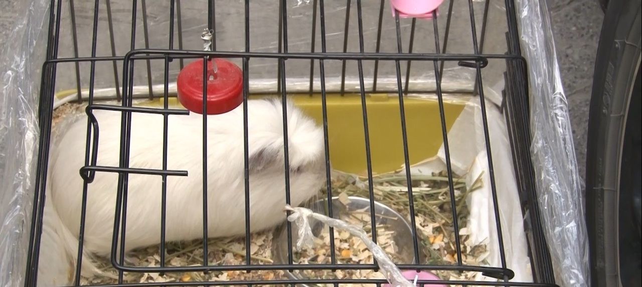 İstanbul'da 12 katlı iş merkezinde korkutan yangın: Hamsterını almadan çıkmadı İstanbul'da 12 katlı iş merkezinde korkutan yangın: Hamsterını almadan çıkmadı - 3. Resim