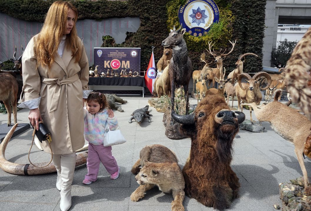 İstanbul'da kaçak hayvan müzesine operasyon! Bizon, jaguar, timsah... Detaylar ortaya çıktı, piyasa değeri 75 milyon lira İstanbul'da kaçak hayvan müzesine operasyon! Bizon, jaguar, timsah... Detaylar ortaya çıktı, piyasa değeri 75 milyon lira - 1. Resim