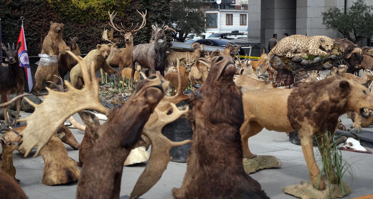 İstanbul'da kaçak hayvan müzesine operasyon! Bizon, jaguar, timsah... Detaylar ortaya çıktı, piyasa değeri 75 milyon lira İstanbul'da kaçak hayvan müzesine operasyon! Bizon, jaguar, timsah... Detaylar ortaya çıktı, piyasa değeri 75 milyon lira - 2. Resim