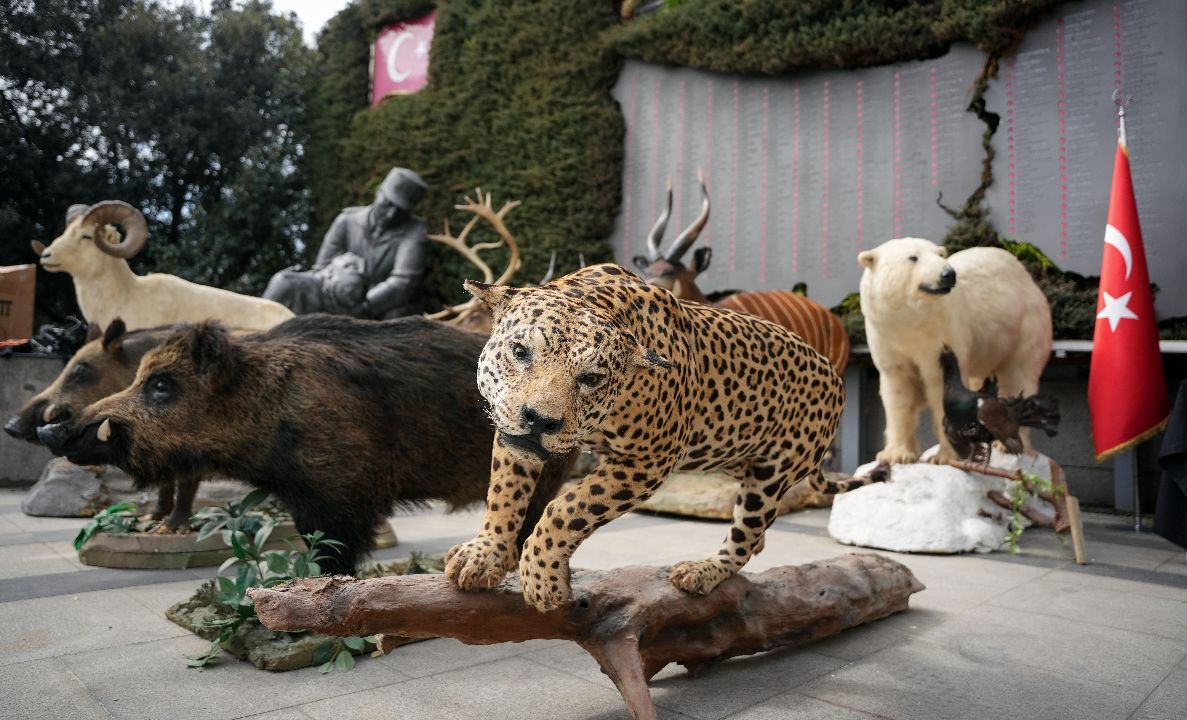 İstanbul'da kaçak hayvan müzesine operasyon! Bizon, jaguar, timsah... Detaylar ortaya çıktı, piyasa değeri 75 milyon lira İstanbul'da kaçak hayvan müzesine operasyon! Bizon, jaguar, timsah... Detaylar ortaya çıktı, piyasa değeri 75 milyon lira - 4. Resim