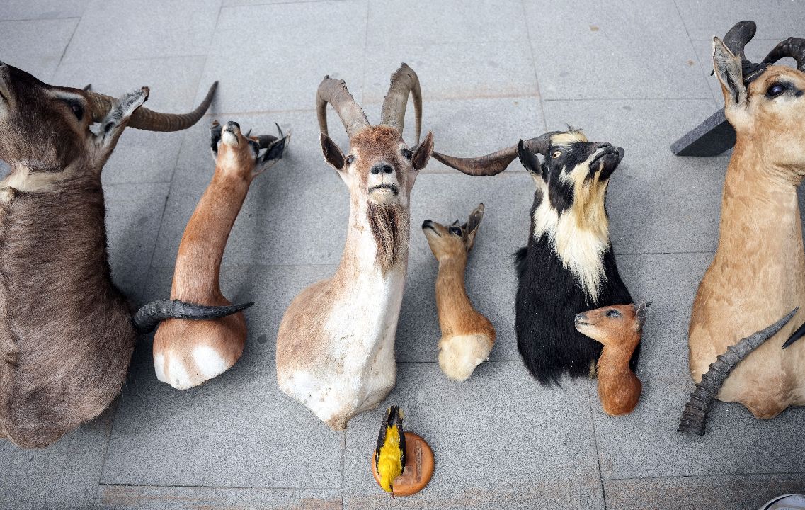 İstanbul'da kaçak hayvan müzesine operasyon! Bizon, jaguar, timsah... Detaylar ortaya çıktı, piyasa değeri 75 milyon lira İstanbul'da kaçak hayvan müzesine operasyon! Bizon, jaguar, timsah... Detaylar ortaya çıktı, piyasa değeri 75 milyon lira - 2. Resim