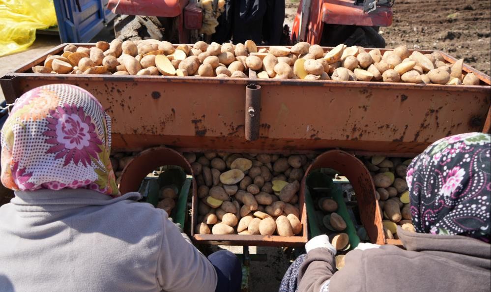 'Patates diyarı'nda ekim başladı! Çiftçiler sezondan umutlu - 2. Resim