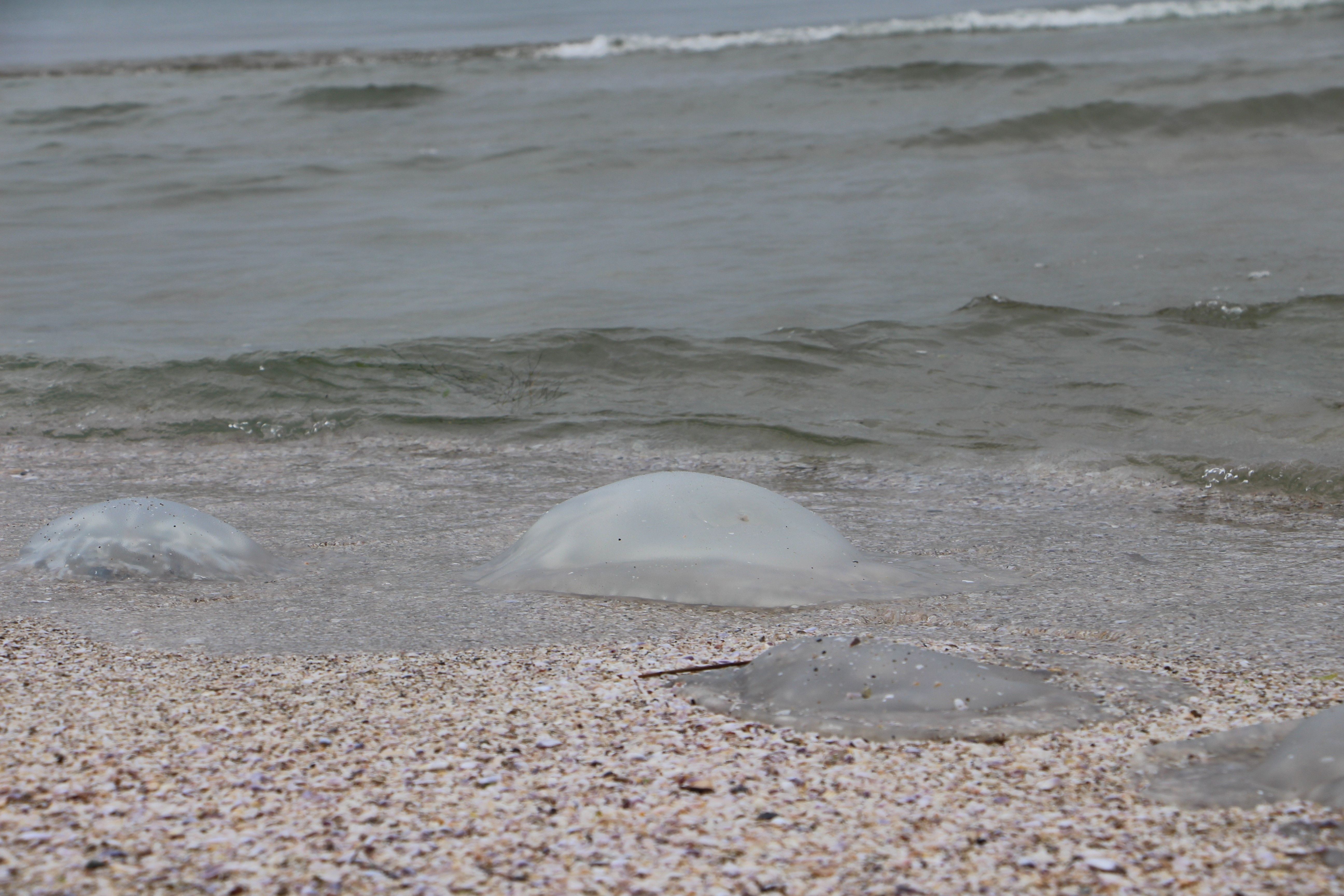 Zehirli istila devam ediyor! Binlercesi sahile vurdu - 1. Resim