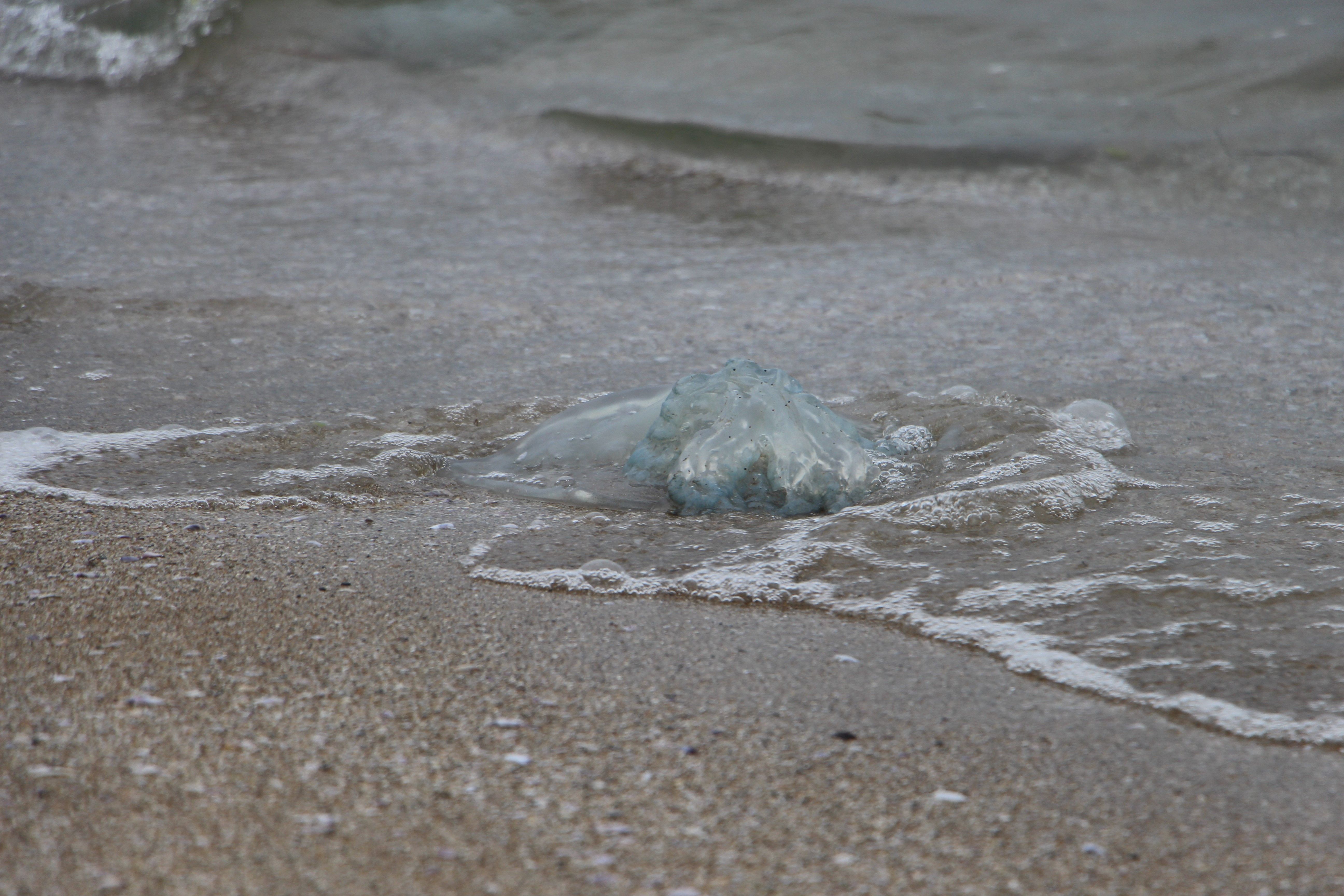 Zehirli istila devam ediyor! Binlercesi sahile vurdu - 2. Resim