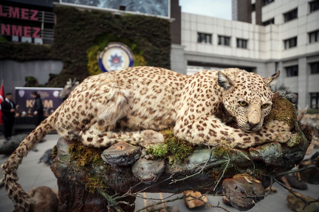 Ali Haydar yaban hayatı kurutmuş! Anadolu kaplanının neslini de o tüketti Ali Haydar yaban hayatı kurutmuş! Anadolu kaplanının neslini de o tüketti - 2. Resim