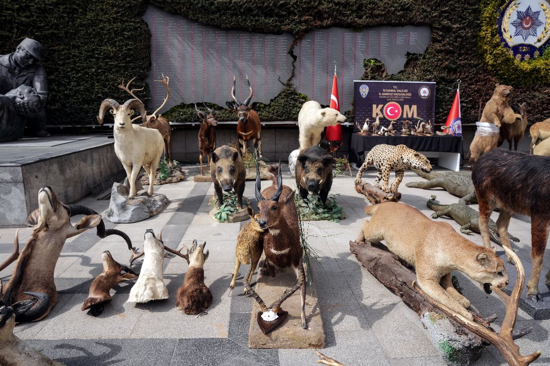 Ali Haydar yaban hayatı kurutmuş! Anadolu kaplanının neslini de o tüketti Ali Haydar yaban hayatı kurutmuş! Anadolu kaplanının neslini de o tüketti - 3. Resim