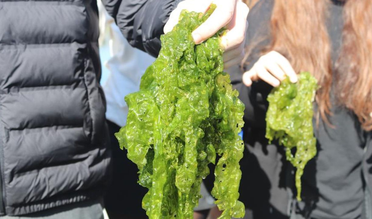 Tavuk ve yumurtaya alternatif! Protein açısından çok zengin, yakında sofralara gelecek - 4. Resim