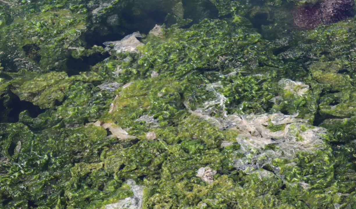 Tavuk ve yumurtaya alternatif! Protein açısından çok zengin, yakında sofralara gelecek - 2. Resim