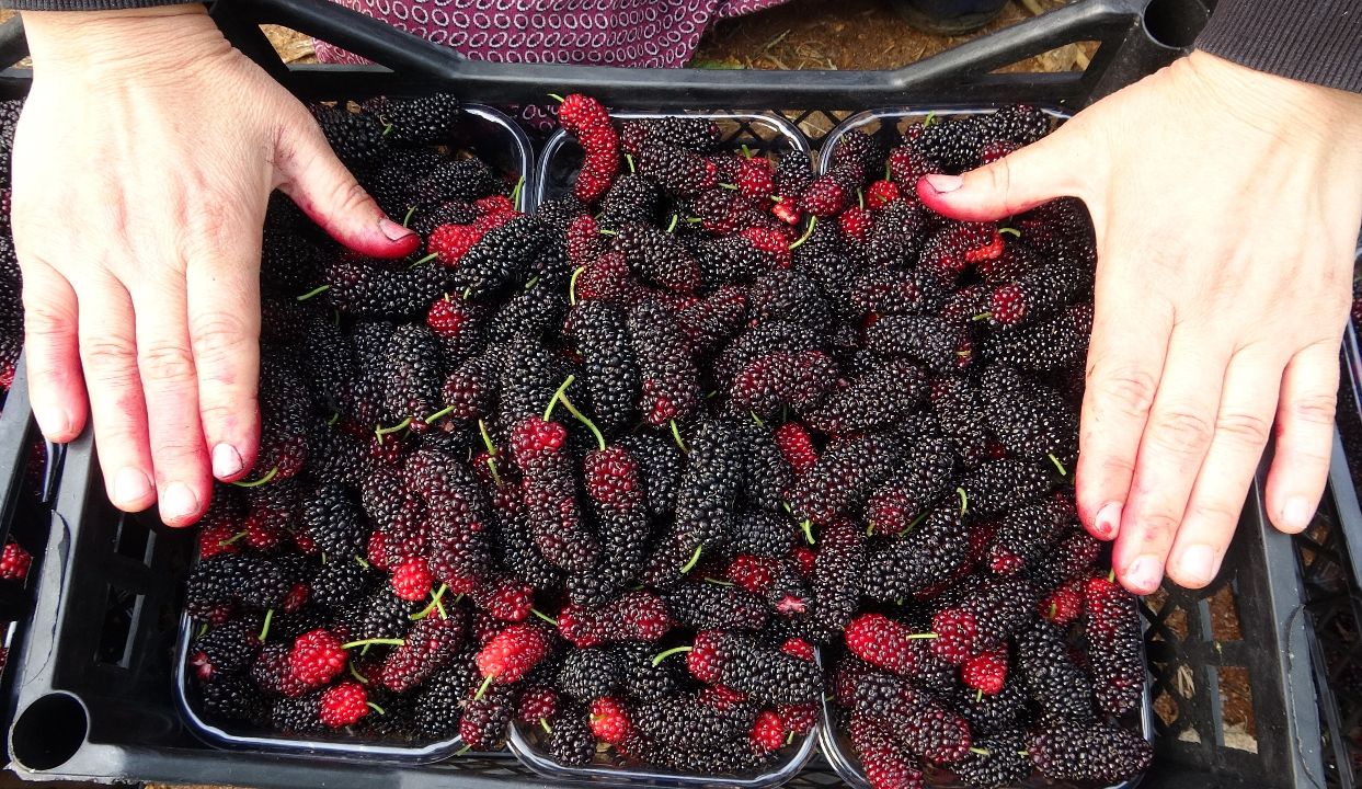 Üreticinin yüzü gülüyor! Kilosu tarlada 80 TL - 3. Resim