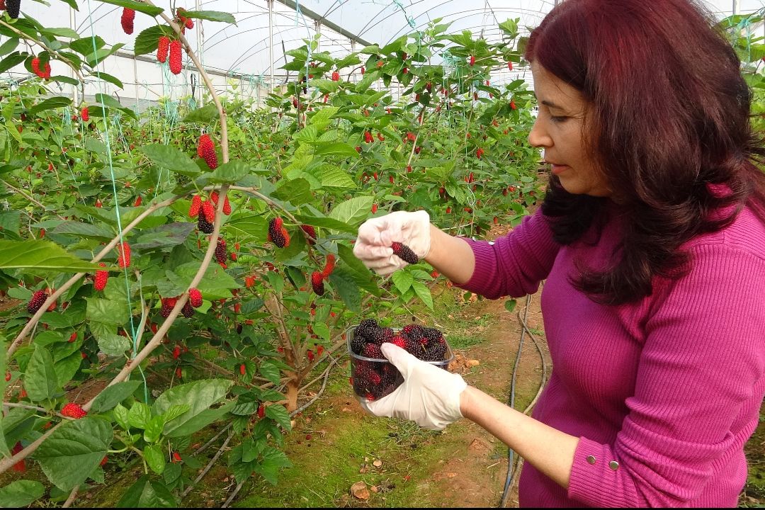 Üreticinin yüzü gülüyor! Kilosu tarlada 80 TL - 2. Resim