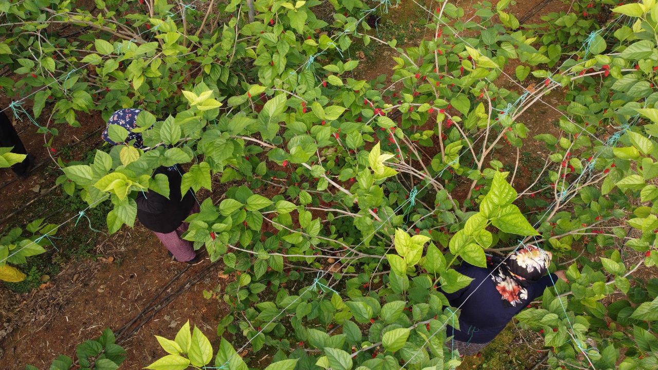 Üreticinin yüzü gülüyor! Kilosu tarlada 80 TL - 1. Resim