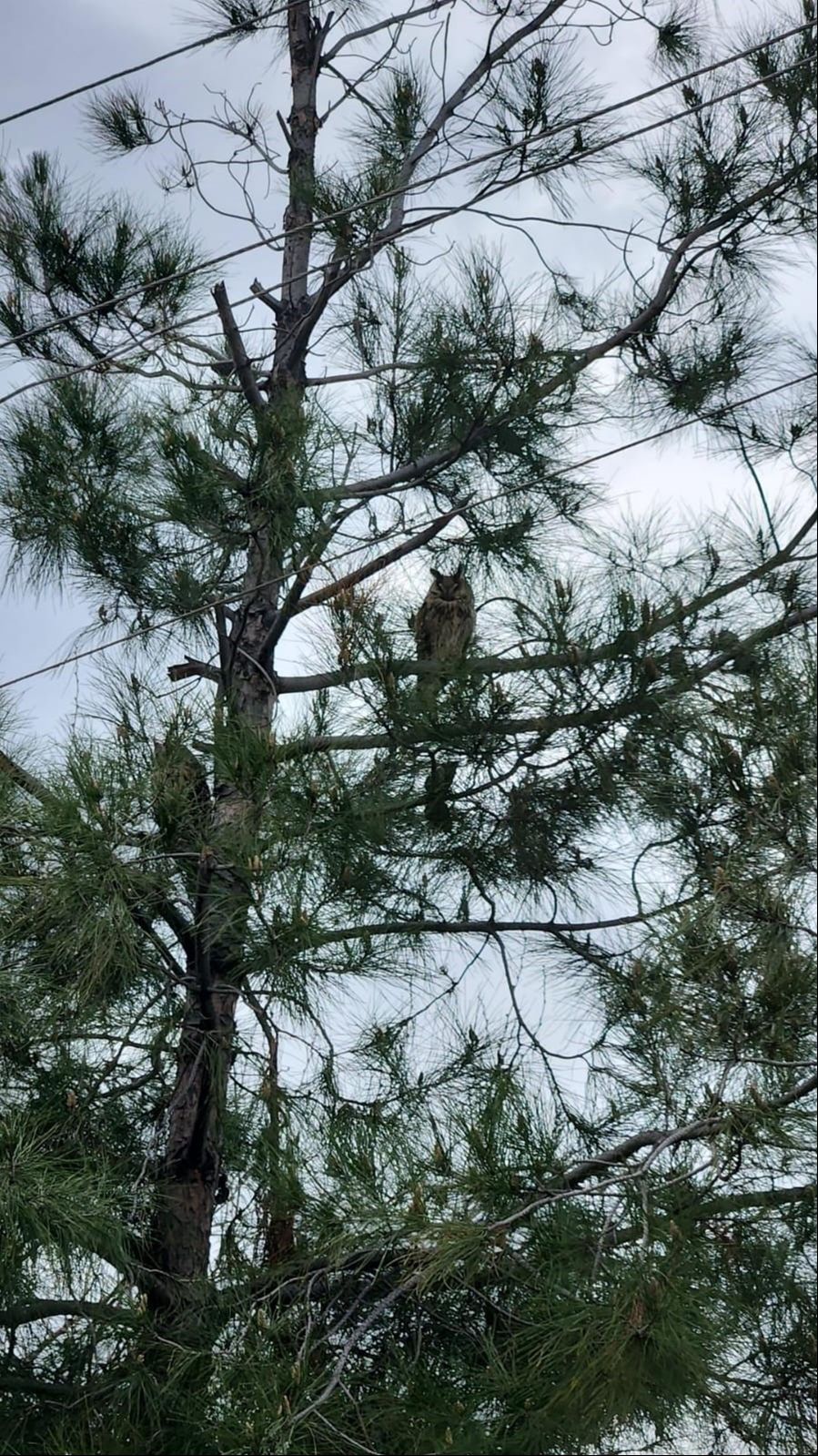 Nesli t&uuml;kenme tehlikesi altındaydı: Diyarbakır'da ortaya &ccedil;ıktı, g&ouml;ren g&ouml;zlerine inanamadı - 1. Resim