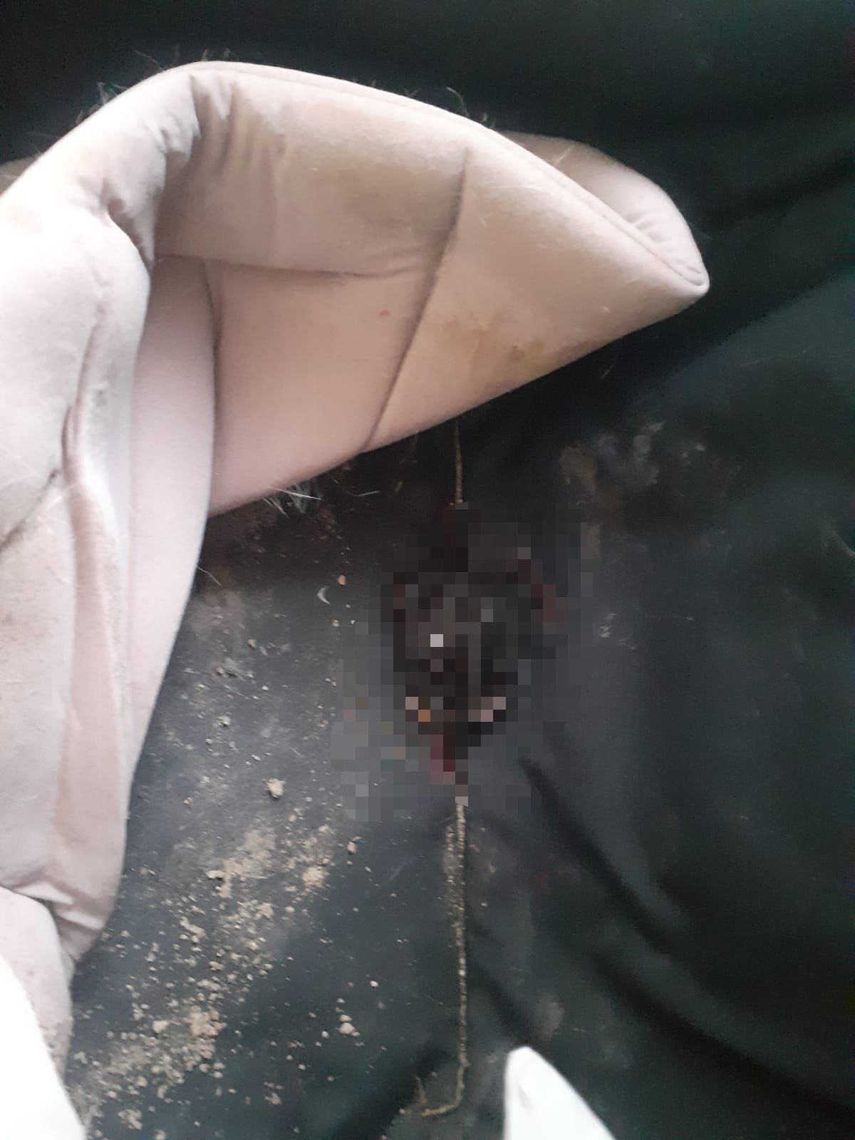 Bursa'da kan donduran olay: 6 yavru kedi başı kesilerek öldürüldü - 2. Resim