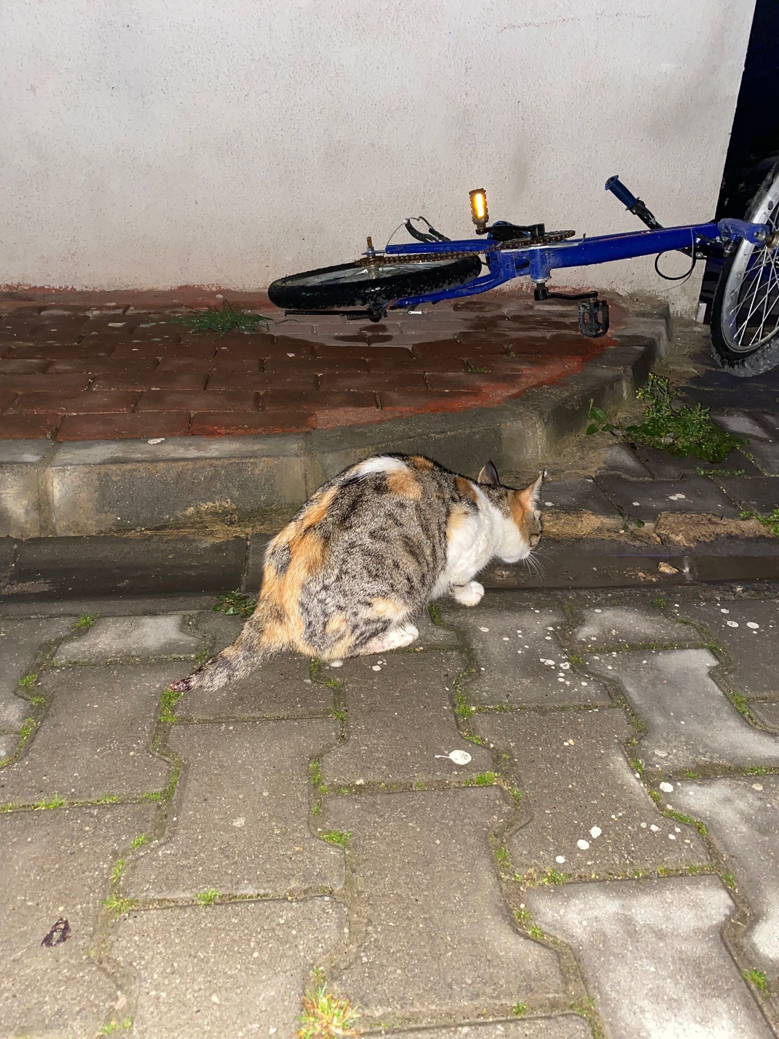 Bursa'da kan donduran olay: 6 yavru kedi başı kesilerek öldürüldü - 1. Resim