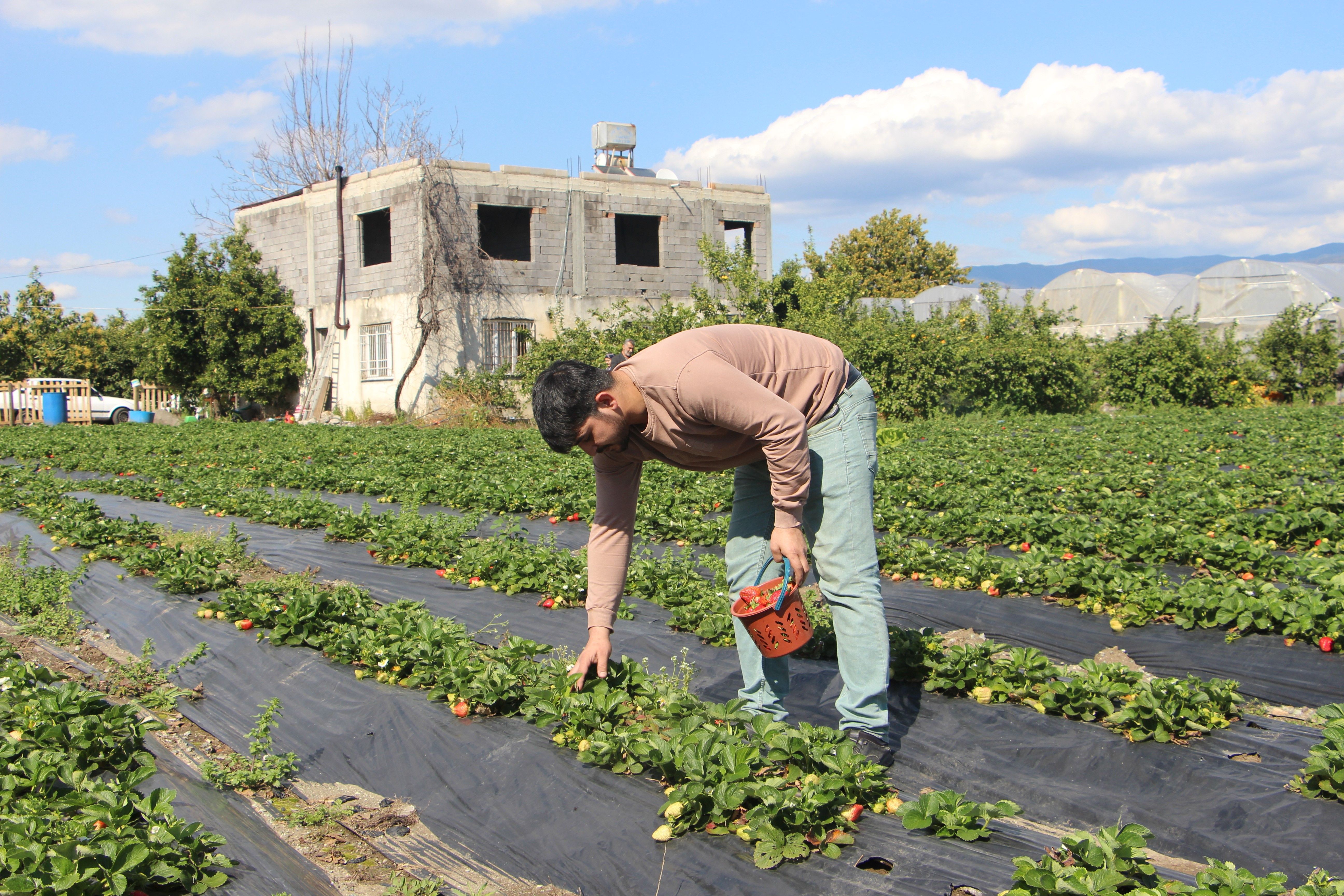 Deprem bölgesinde hasadı başladı! Tarlada kilosu 100 TL - 1. Resim