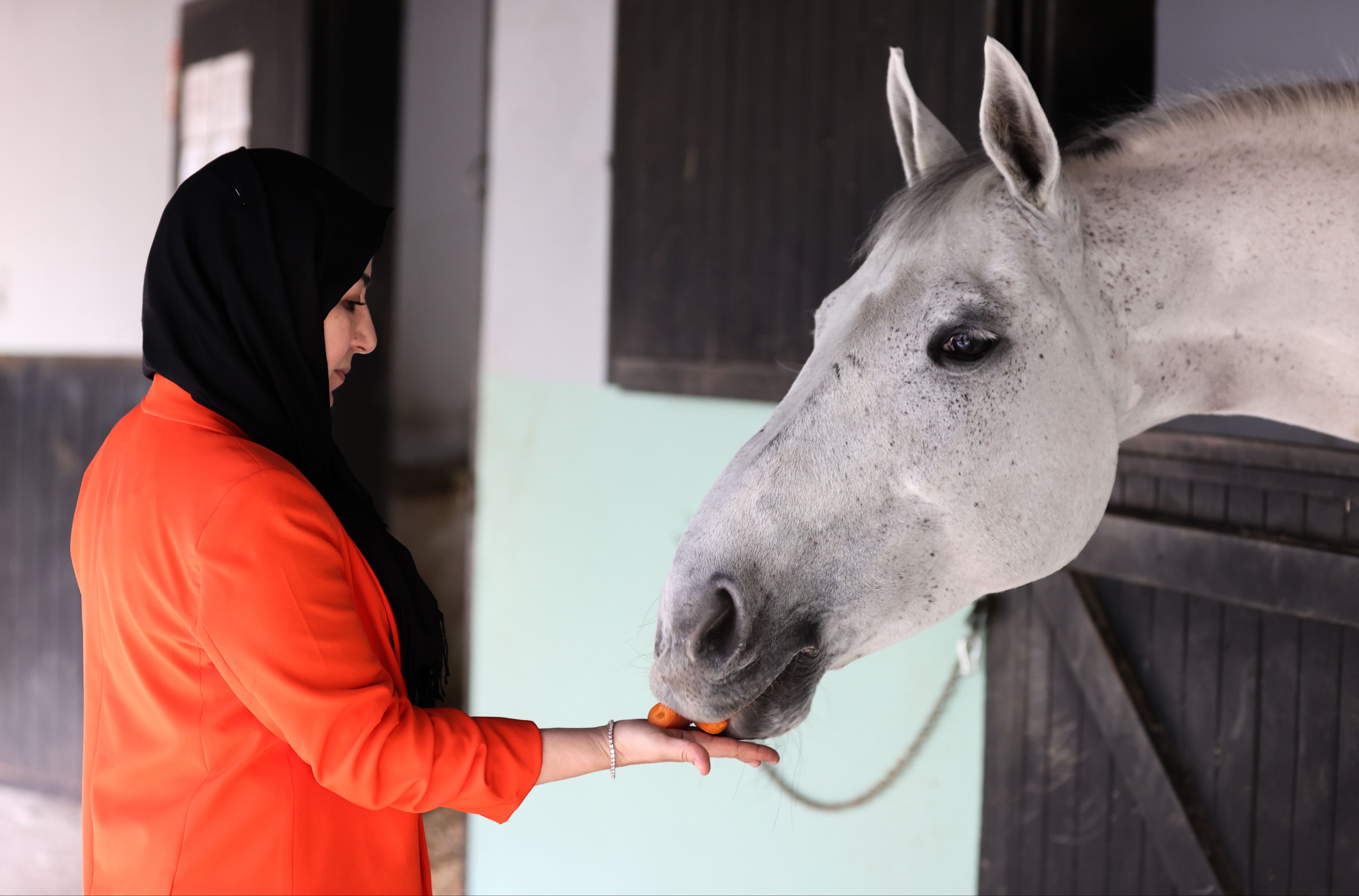 Onların keyfi yerinde! Milyon dolarlık atlara özel bakım - 1. Resim