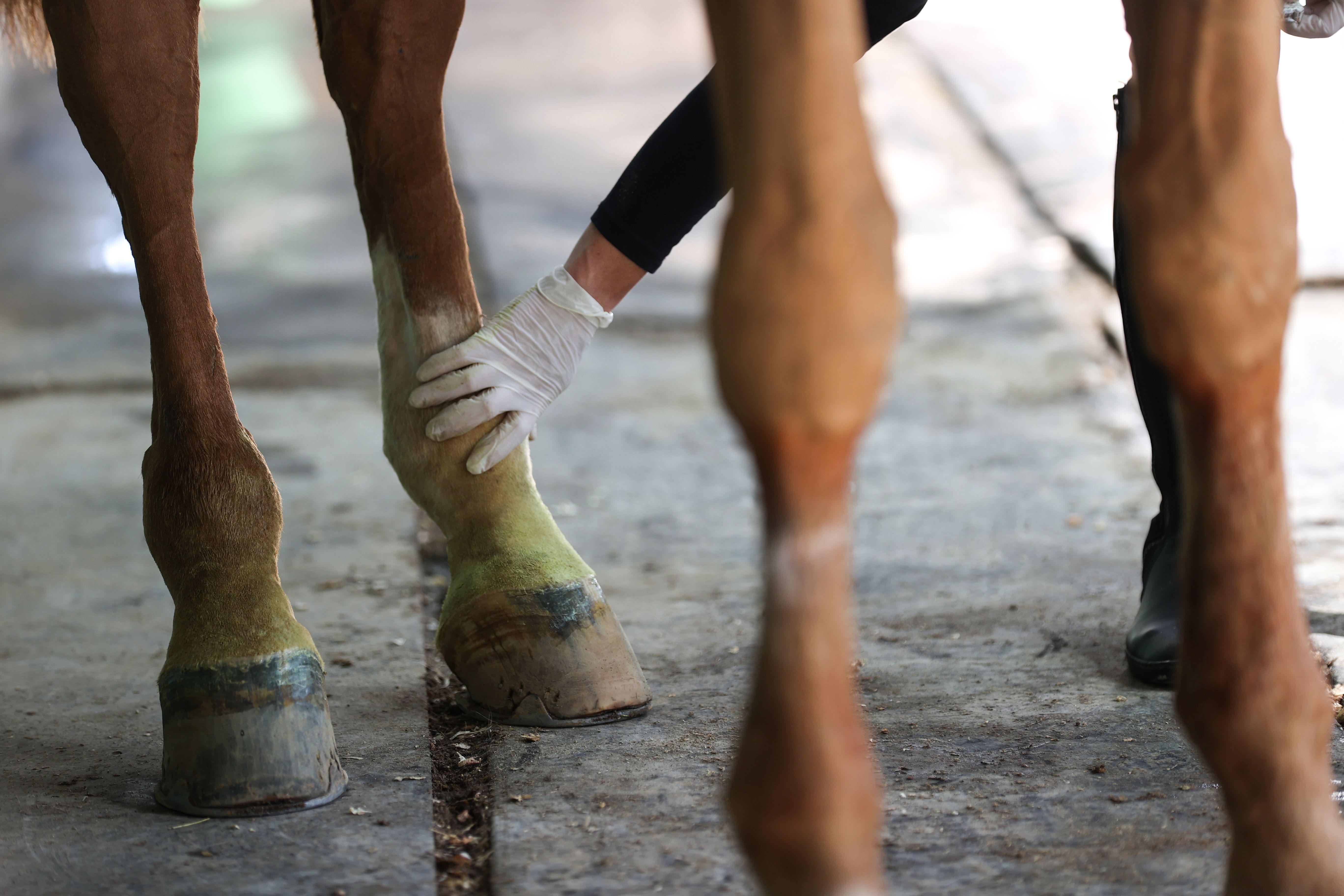 Onların keyfi yerinde! Milyon dolarlık atlara özel bakım - 3. Resim