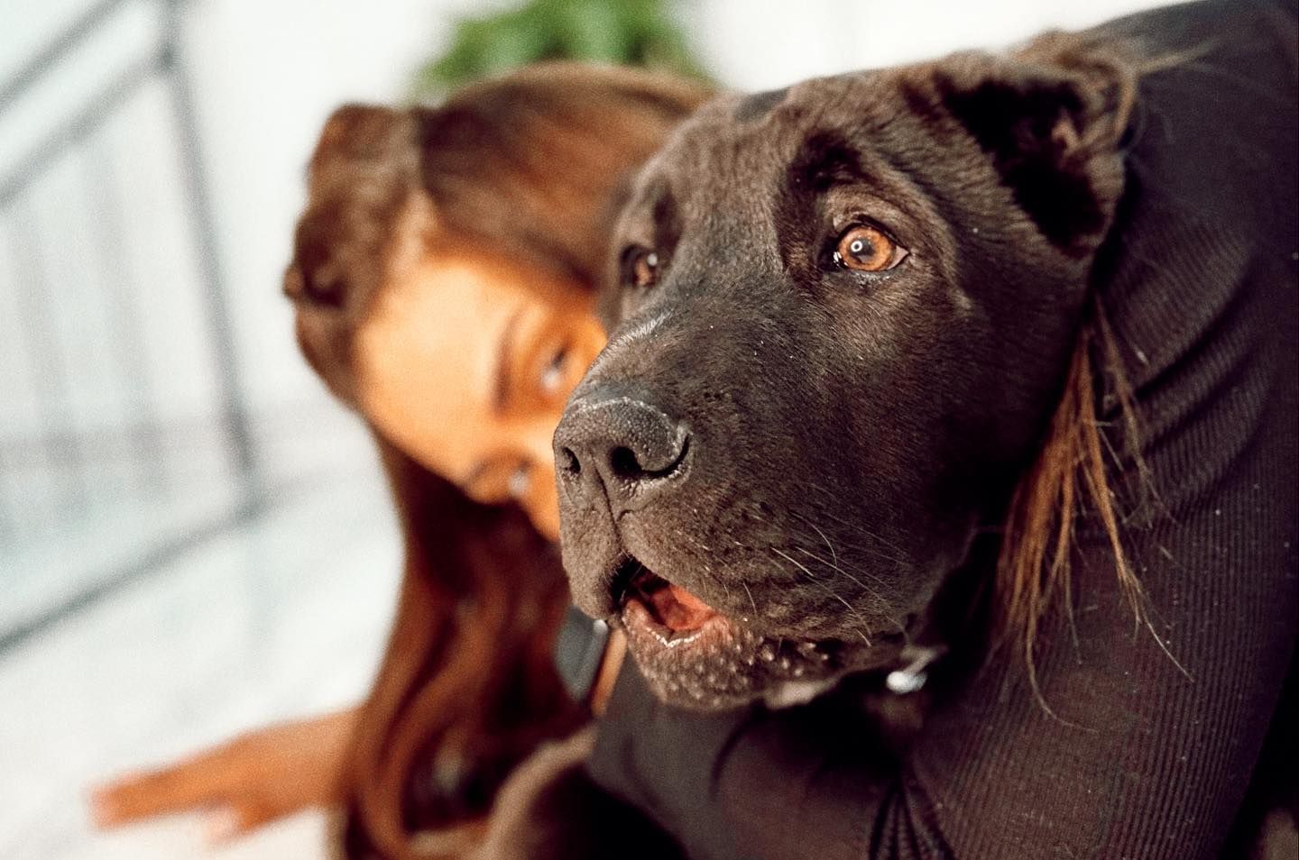 Fenomen Banu Parlak’ın 'tasmasız' köpeği komşusunun köpeğini öldürdü - 2. Resim