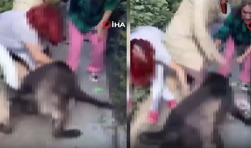 Fenomen Banu Parlak’ın 'tasmasız' köpeği komşusunun köpeğini öldürdü - 2. Resim