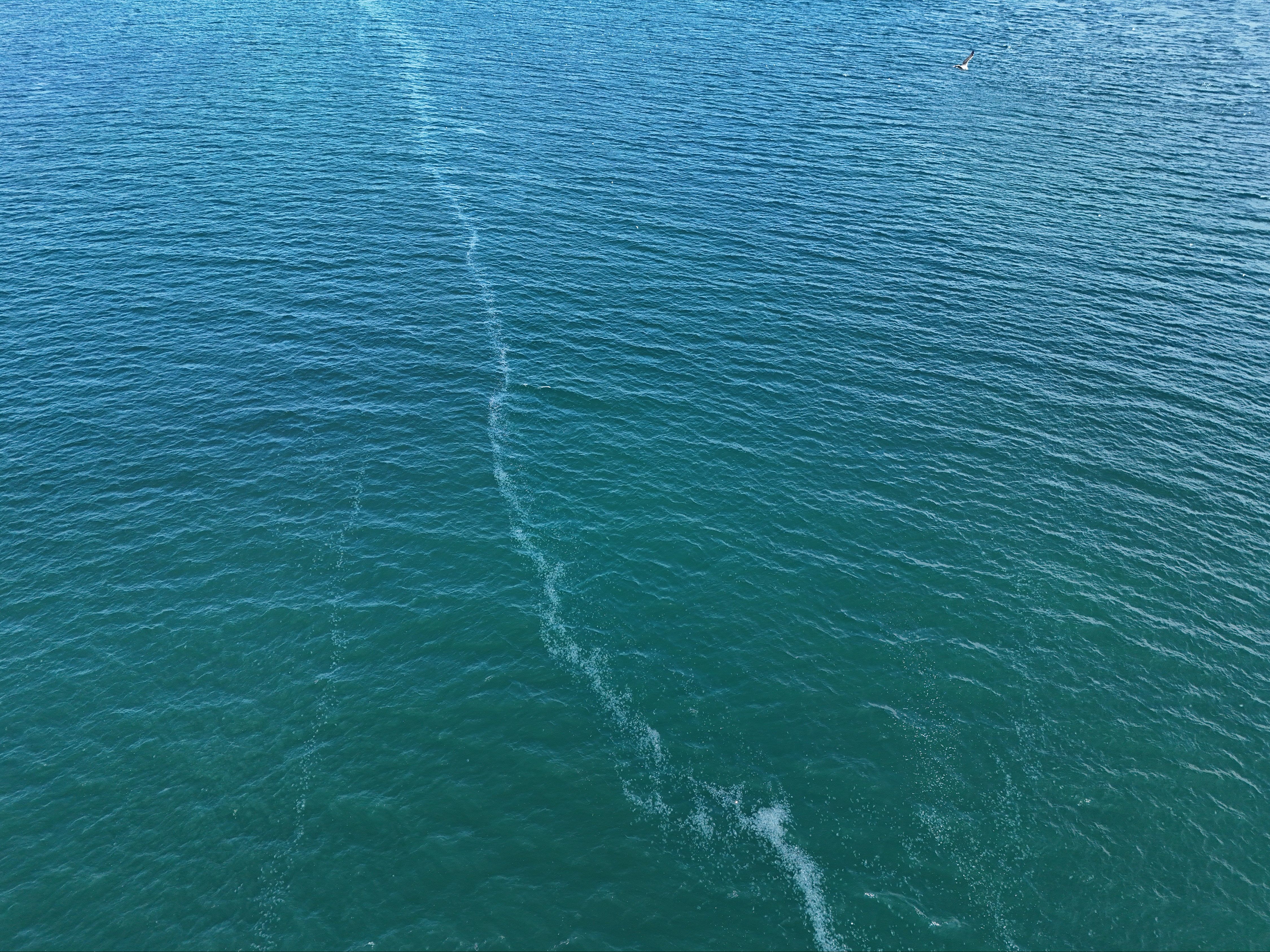 Marmara Denizi'nde ürküten görüntü! Kilometrelerce uzunlukta, lağım çukuruna dönüşebilir - 5. Resim