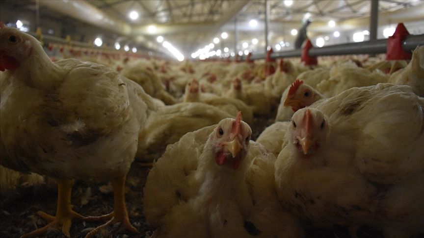 Üreticilerden ‘fırsatçı’ suçlamasına örnekli tepki: Beyaz et en ucuz protein kaynağı Üreticilerden ‘fırsatçı’ suçlamasına örnekli tepki: Beyaz et en ucuz protein kaynağı - 2. Resim