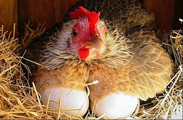 Üreticilerden ‘fırsatçı’ suçlamasına örnekli tepki: Beyaz et en ucuz protein kaynağı Üreticilerden ‘fırsatçı’ suçlamasına örnekli tepki: Beyaz et en ucuz protein kaynağı - 8. Resim