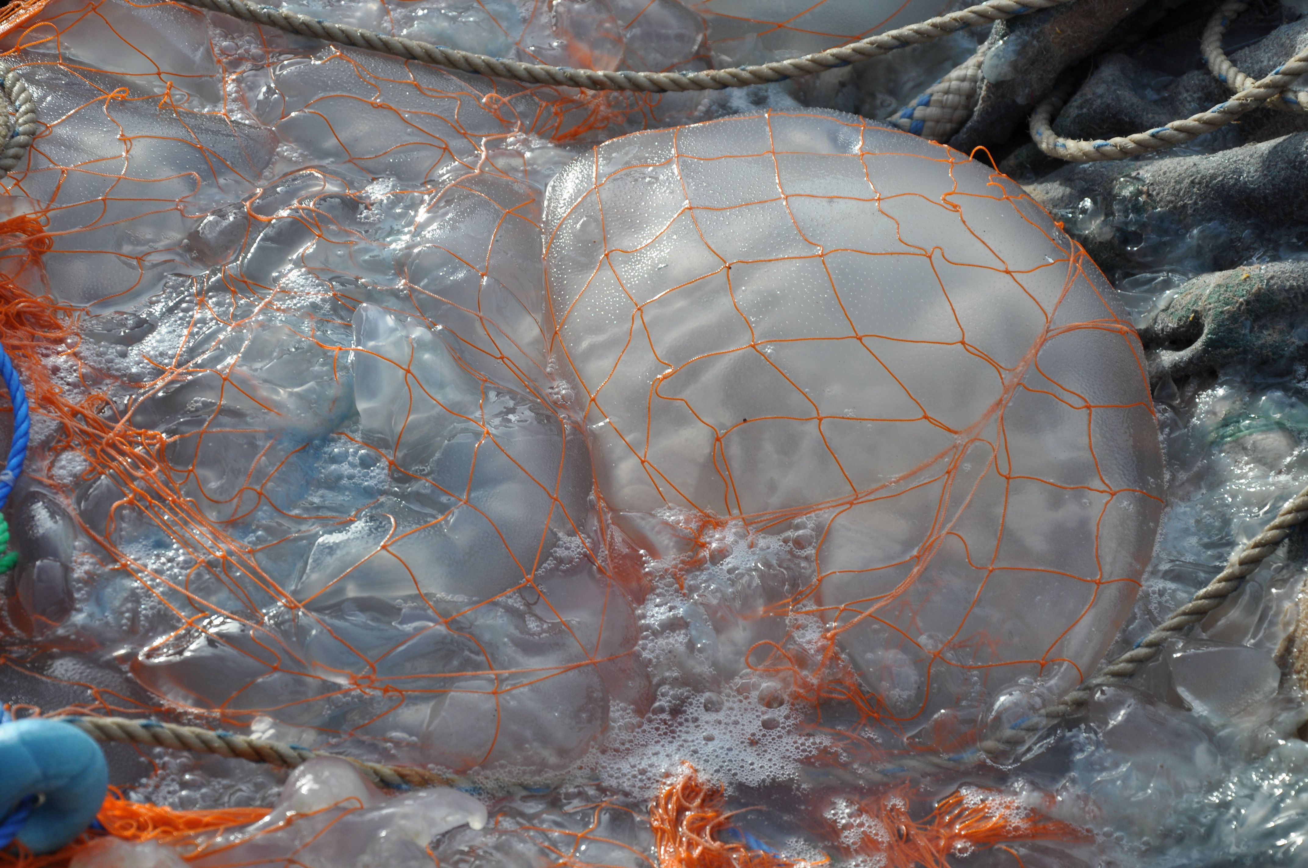 Akdeniz'de ürküten görüntü! Balıkçılar ağlarına takılanları görünce dehşete düştü Akdeniz'de ürküten görüntü! Balıkçılar ağlarına takılanları görünce dehşete düştü - 3. Resim