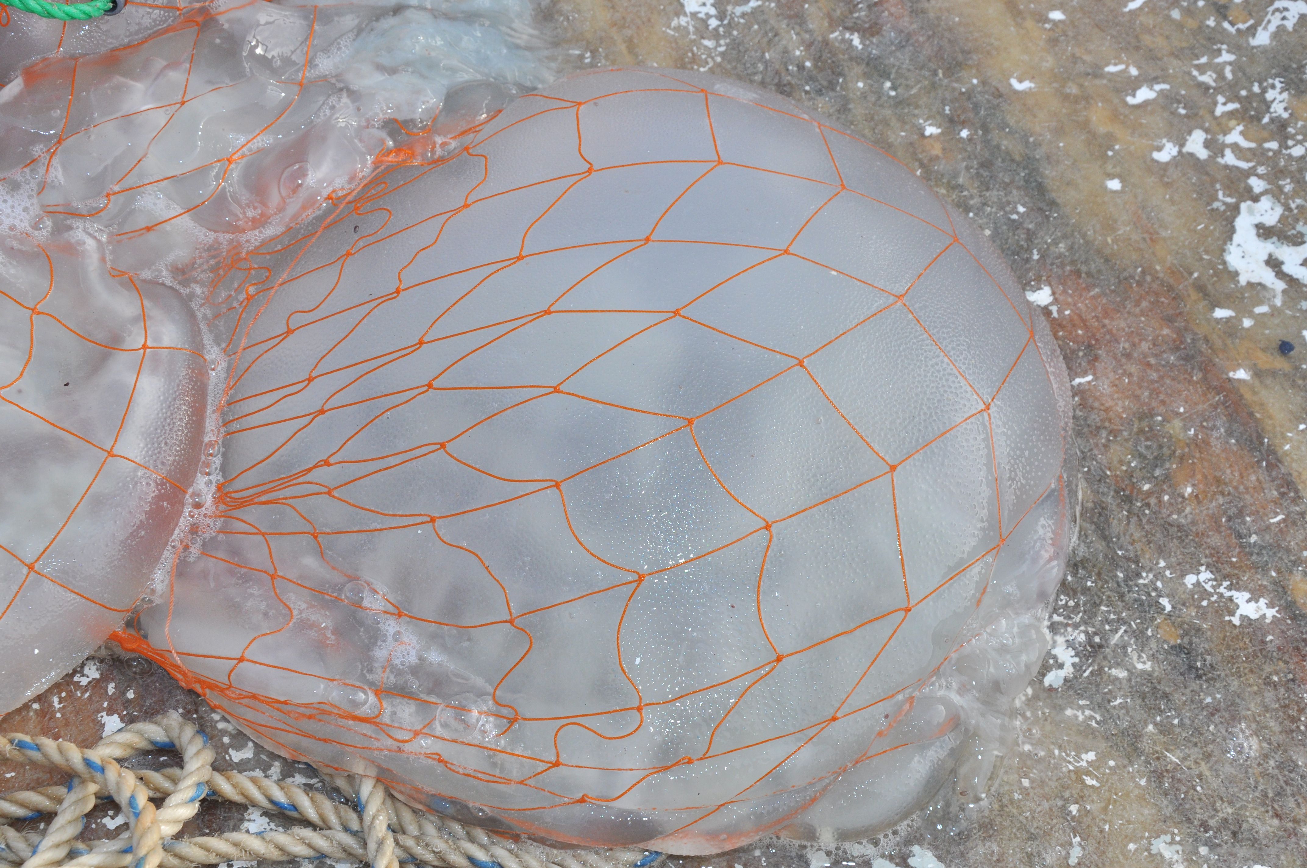 Akdeniz'de ürküten görüntü! Balıkçılar ağlarına takılanları görünce dehşete düştü Akdeniz'de ürküten görüntü! Balıkçılar ağlarına takılanları görünce dehşete düştü - 4. Resim