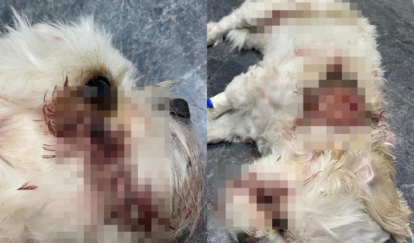 Banu Parlak’ın köpeği yavru köpeği öldürmüştü! Yeni detaylar ortaya çıktı: Tehdit edip saldırmışlar Banu Parlak’ın köpeği yavru köpeği öldürmüştü! Yeni detaylar ortaya çıktı: Tehdit edip saldırmışlar - 1. Resim