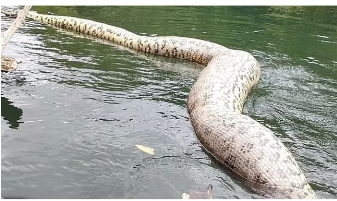 Dünyanın en büyük yılanı vurularak öldürüldü - 2. Resim