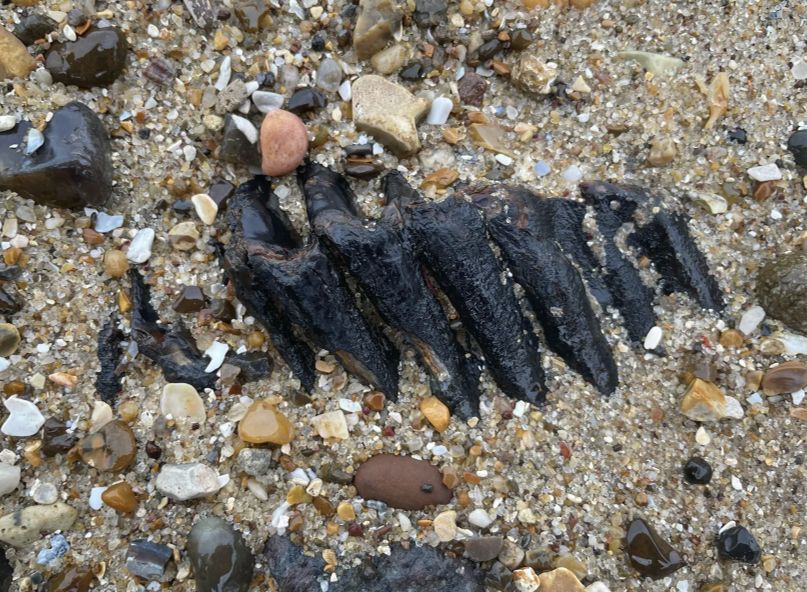 Sahilde ayağına takıldı! 1.8 milyon yaşında bir fosil Sahilde ayağına takıldı! 1.8 milyon yaşında bir fosil - 1. Resim