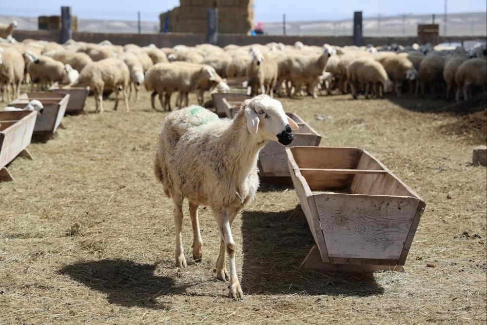 42 bin lira maaş, sigorta, dayalı döşeli ev! Bunca imkana rağmen çalışacak çoban bulamıyorlar - 2. Resim