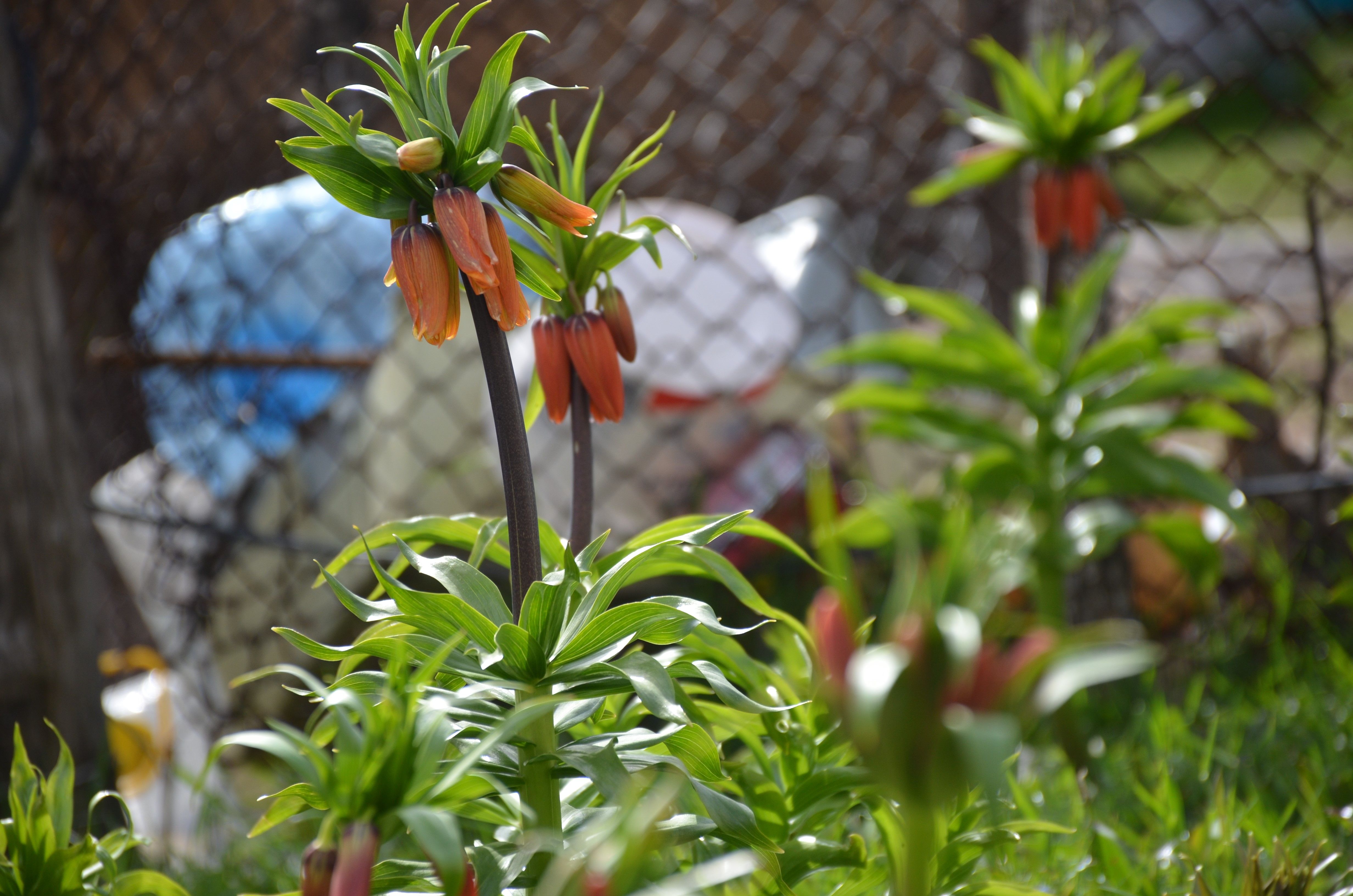 Bu çiçeği sakın koparmayın! Cezası 75 bin lira Bu çiçeği sakın koparmayın! Cezası 75 bin lira - 2. Resim